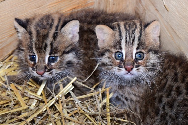 Koťata kočky krátkouché