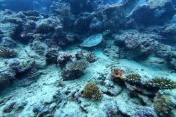 Proč Indonésané stále loví mořské želvy? Výzkum vedený Zoo Liberec odhaluje souvislosti