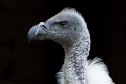 Den supů v liberecké zoo: Vzácní supi afričtí se poprvé ukážou veřejnosti