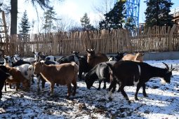 Igelit, bolest a zbytečná smrt. Zoo Olomouc varuje před nesprávným krmením koz