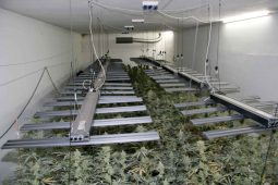 600 rostlin marihuany. Kriminálka vyhmátla na Hranicku velkopěstírnu