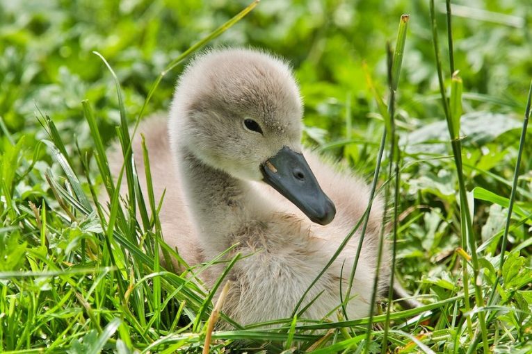 Mladá labuť