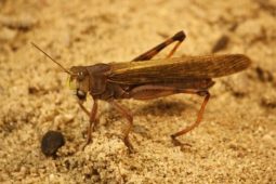 Saranče stěhovavá: Denně sežere tolik, kolik sama váží