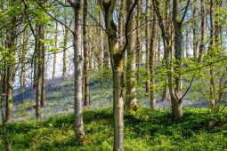 Ústavní soud potvrdil vznik CHKO Soutok. Ochrana lužních lesů na Břeclavsku (zatím) platí