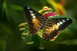 Motýlí krása ve skleníku Fata Morgana: Přijďte na fascinující výstavu