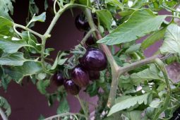 Černá rajčata. V čem se liší od klasiky, proč jsou tmavá a jak si tuto raritu vypěstovat