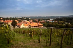 Pražské vinice 2025 lákají na víno, historii i nezapomenutelné výhledy