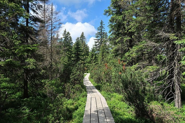 Naučná stezka přes Černohorské rašeliniště. Autor: Vlach Pavel, licence CC BY-SA 4.0. Zdroj: Wikimedia Commons