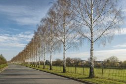 Staré stromy půjdou k zemi, místo nich budou vysazeny nové